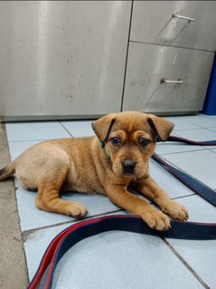 Simba - Mixed Breed Dog