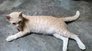 Creamy Ginger - Domestic Short Hair Cat