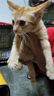 Creamy Ginger - Domestic Short Hair Cat