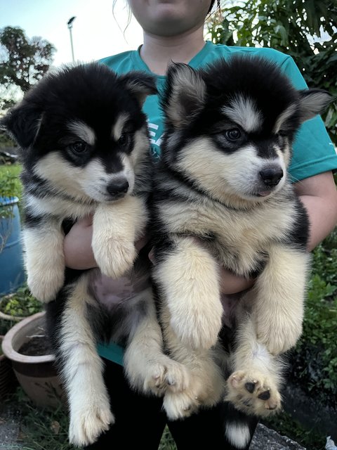 Alaskan Malamute - Alaskan Malamute Dog