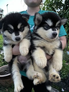 Alaskan Malamute - Alaskan Malamute Dog