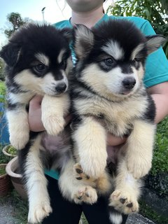 Alaskan Malamute - Alaskan Malamute Dog