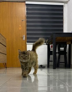 Ku Nyet - Domestic Long Hair Cat