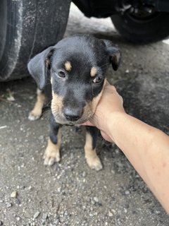 Puppy 41 - Mixed Breed Dog