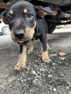 Puppy 41 - Mixed Breed Dog