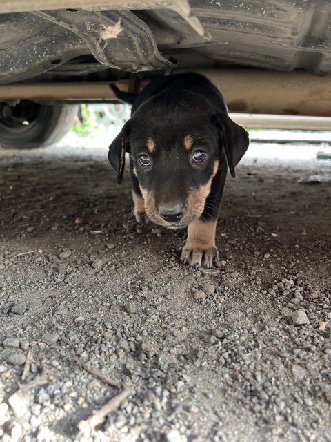 Puppy 41 - Mixed Breed Dog