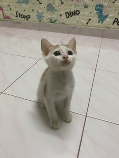 Nini - Domestic Short Hair Cat