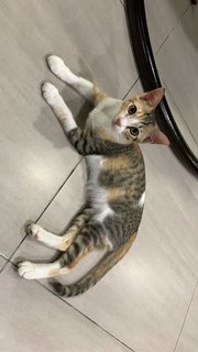 Chichi - Domestic Short Hair Cat