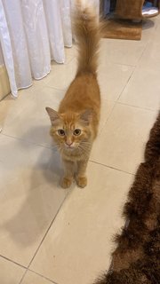 Estrella - Domestic Long Hair + Persian Cat