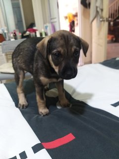 Mixed 3 Months Labrador  - Mixed Breed Dog