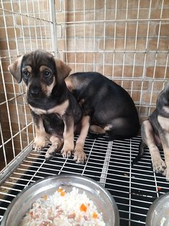 Mixed 3 Months Labrador  - Mixed Breed Dog