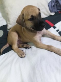 Mixed 3 Months Labrador  - Mixed Breed Dog