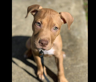 Koddie - Pit Bull Terrier + American Staffordshire Terrier Dog