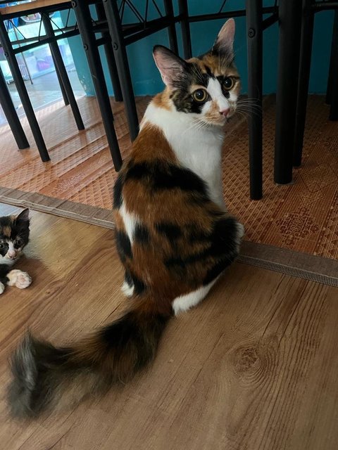 Baby &amp; Calico - Domestic Long Hair + Calico Cat