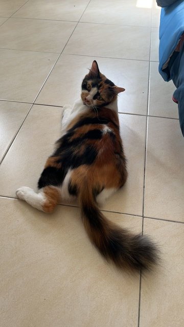 Baby &amp; Calico - Domestic Long Hair + Calico Cat