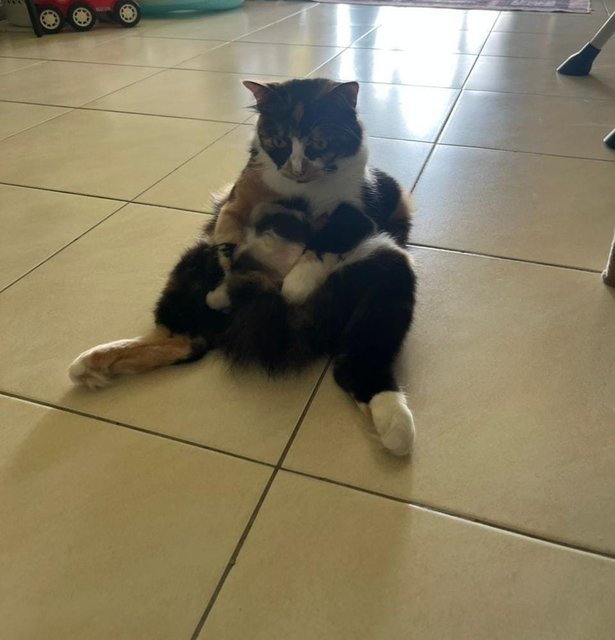 Baby &amp; Calico - Domestic Long Hair + Calico Cat