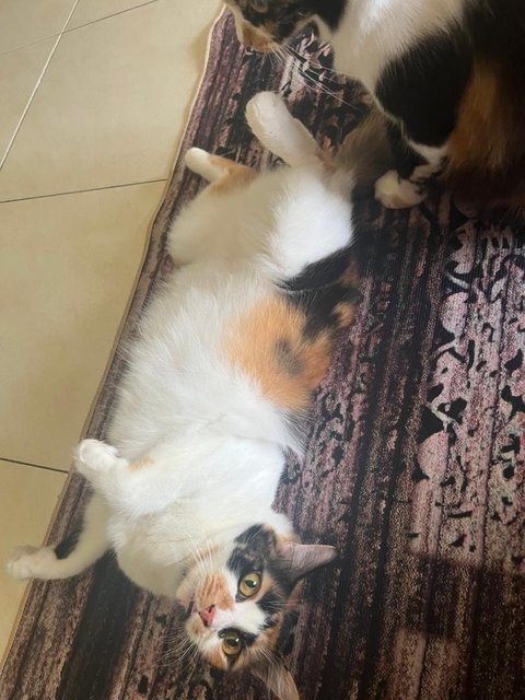 Baby &amp; Calico - Domestic Long Hair + Calico Cat