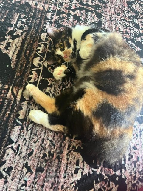 Baby &amp; Calico - Domestic Long Hair + Calico Cat