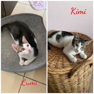 Lumi, Kimi - Domestic Short Hair Cat