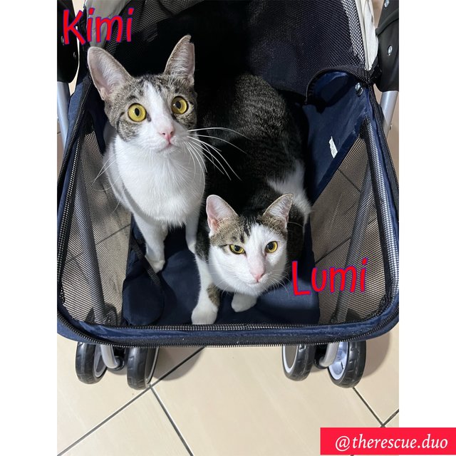 Lumi, Kimi - Domestic Short Hair Cat