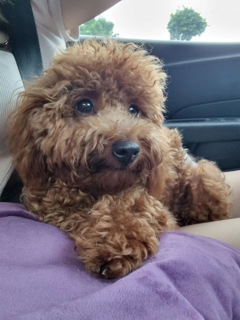 Momo - Poodle Dog