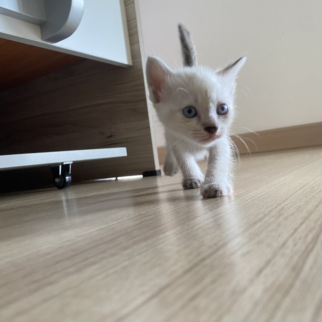 Snow - Domestic Medium Hair + Siamese Cat