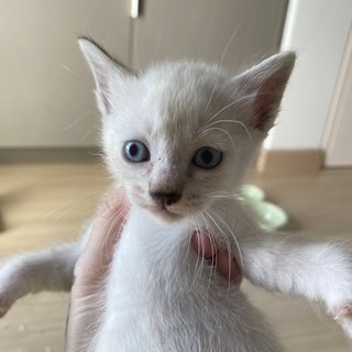 Snow - Domestic Medium Hair + Siamese Cat