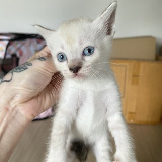 Snow - Domestic Medium Hair + Siamese Cat