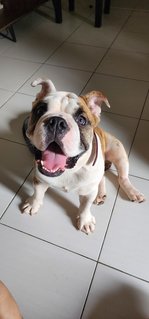 Benji 🐶  - English Bulldog Dog