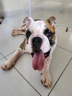 Benji 🐶  - English Bulldog Dog