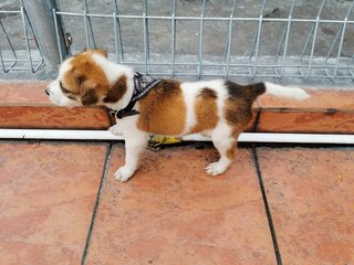 Patch - Mixed Breed Dog