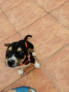 Ozzy - Mixed Breed Dog