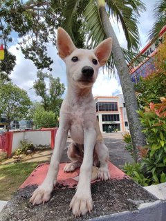 Latte - Staffordshire Bull Terrier Mix Dog