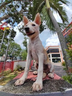 Latte - Staffordshire Bull Terrier Mix Dog