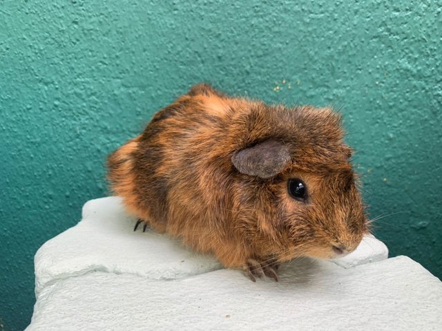 Brownies  - Guinea Pig Small & Furry