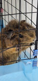 Brownies  - Guinea Pig Small & Furry