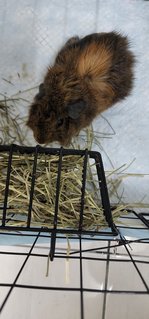 Brownies  - Guinea Pig Small & Furry