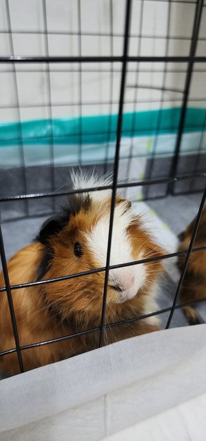 Aby - Guinea Pig Small & Furry