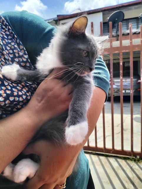 Grey &amp; Black - Domestic Long Hair Cat