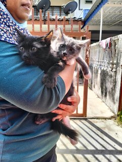 Grey &amp; Black - Domestic Long Hair Cat