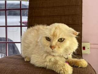 Lyla - Persian Cat