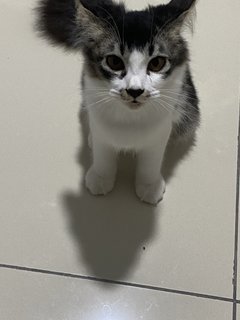 Oreo - Domestic Medium Hair Cat