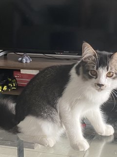 Oreo - Domestic Medium Hair Cat