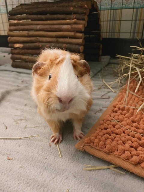 Tofu - Guinea Pig Small & Furry