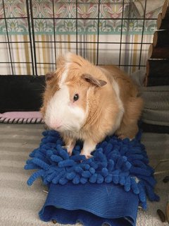 Tofu - Guinea Pig Small & Furry