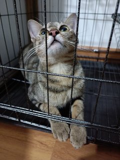 American Shorthair Cat Breed - American Shorthair + Bengal Cat