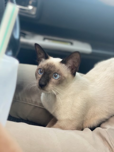 Suri - Siamese Cat