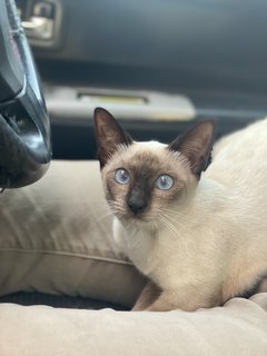 Suri - Siamese Cat