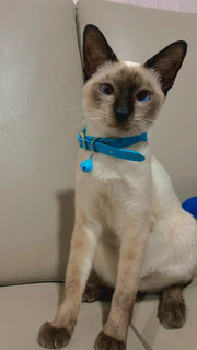 Suri - Siamese Cat