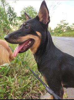 Becky - Mixed Breed Dog